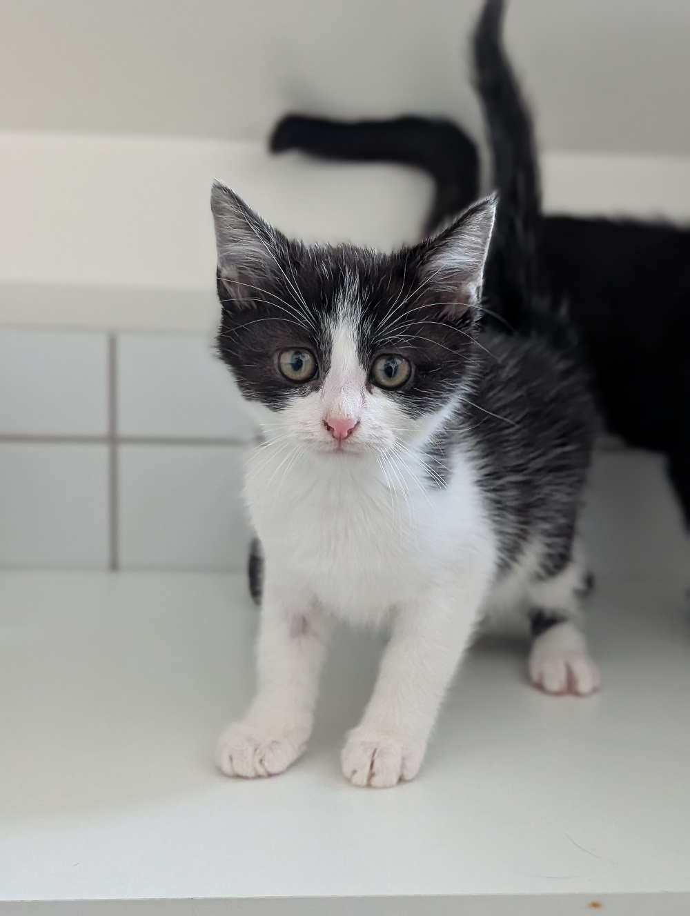 DOMINO